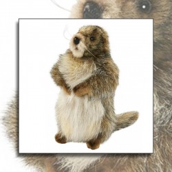 Peluche Marmotte